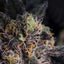 BREAKING BUDZ
